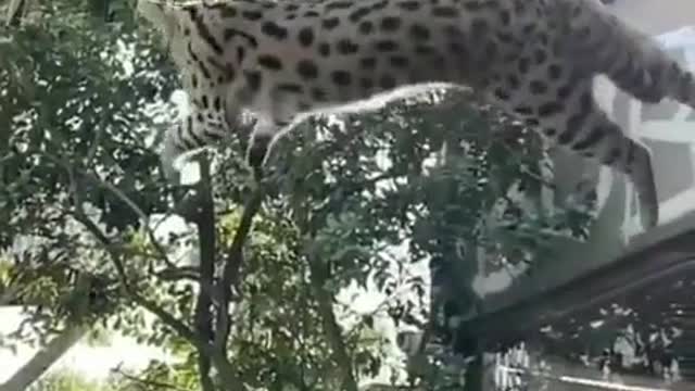 Tiger cat or Cheetah