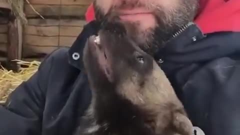 Tasmanian Devils Don't Like Hugs