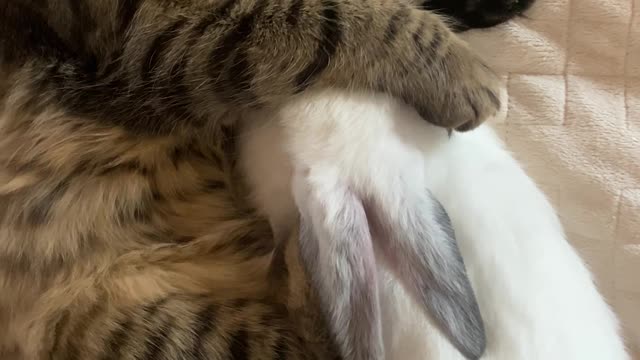 Cat and rabbit sleeping together | Funniest cat | Try to not laugh | Funny animals