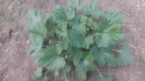 Blooming zucchini bush