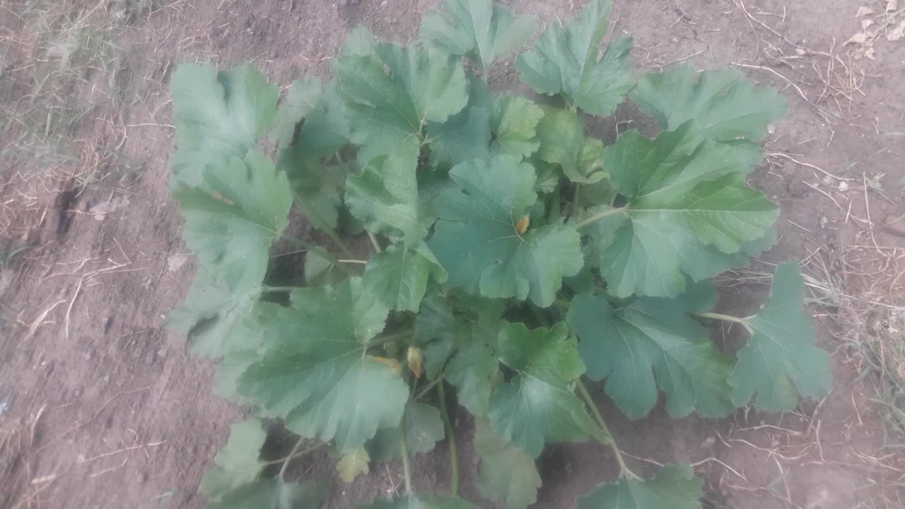 Blooming zucchini bush