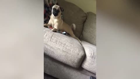 FUNNY Dogs Scared of Halloween :D