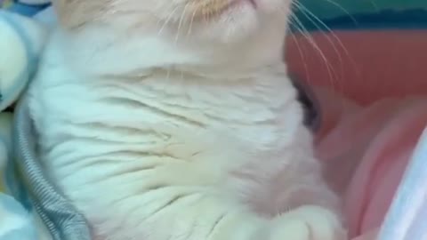 Cats are the best