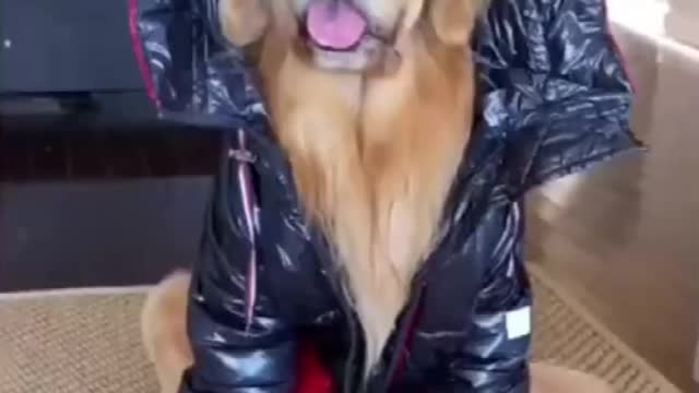 Top Funny Cute Dog Videos and TIKTOK Compilation