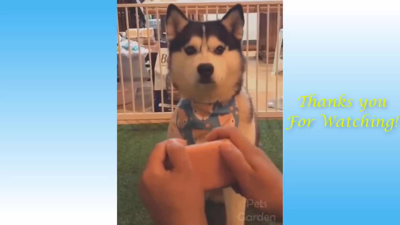 Funny animals moments