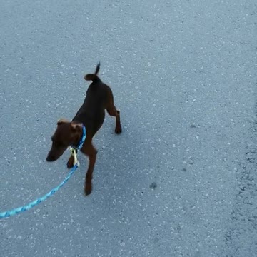 A good dog is played.