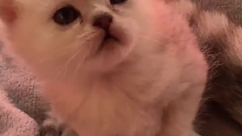 Funniest Animals - Best Of The 2021 Funny Animal Videos