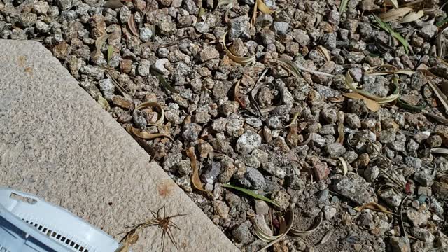 Wolf Spider in Pool Skimmer Basket