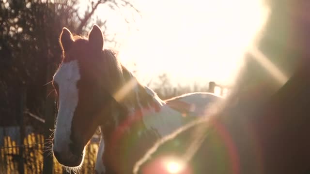Horse for riding