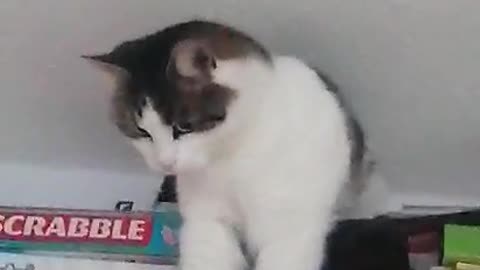 Cute Cat is stuck on the shelf