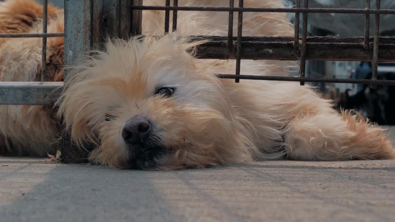 sad dog in shelter behind fence waiting to be rescued and adopted to new home