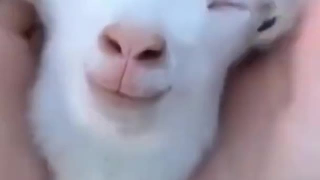 Goat cute baby