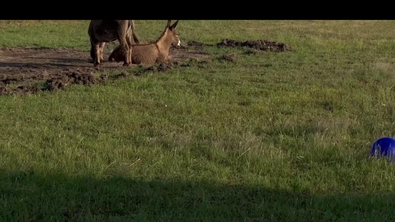 Meet Our New Donkey Friends!