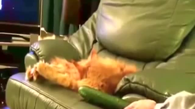 funny-cats and cucumber