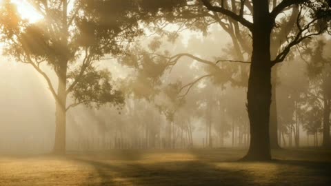 A Beautiful Forest with birds sound and a beautiful music.