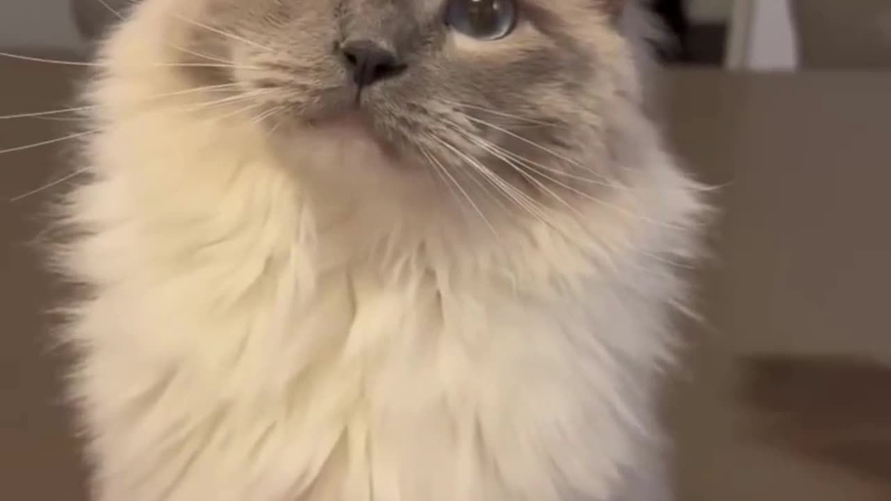"Cat Chronicles: Decoding the Enigmatic World of Feline Understanding"