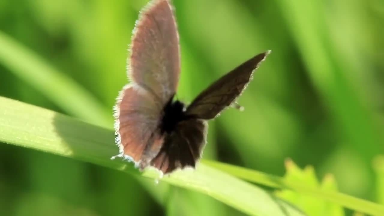 Beautiful butterfly on green leaf