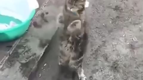 Funny cats compilation | Part 1