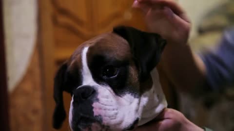 Woman's hand stroking happy dog with medals young show animal