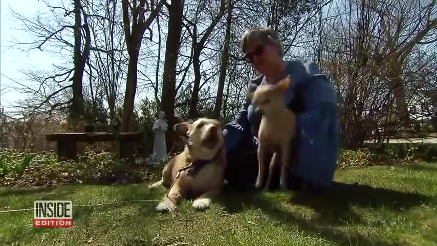 Dogs Are Tested to See if They will Defend the Owner During Home attack