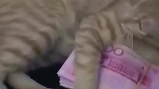 Funniest cat This is my money don't touch it