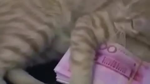 Funniest cat This is my money don't touch it