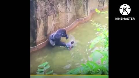 4 YEARS OLD BOY FELL INTO THE GORILLA CAGECAGE.