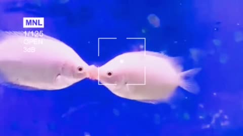 Two little fish kissing, so cute