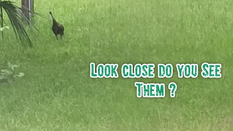 Momma Turkey Dropped Bye The Homestead Short Clip 🐄