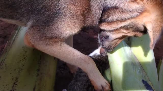 Cute dog playing racing with cat