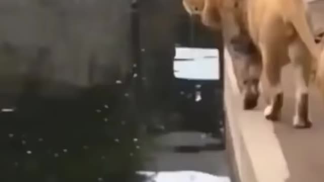 Funny Fails