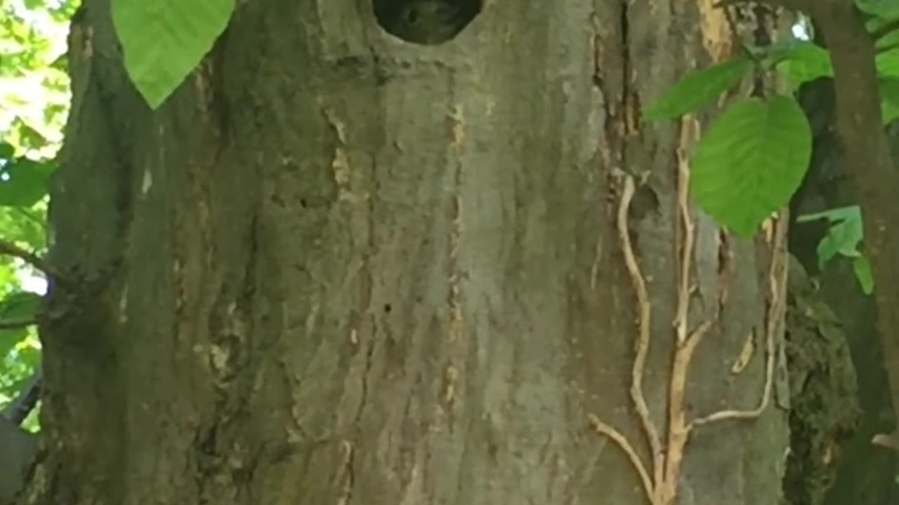 Nature’s Haven: The Charm of a Bird’s Nest"