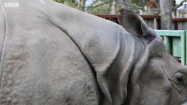 Do Rhinos Eat People? | Weird Animal Searches | BBC Earth