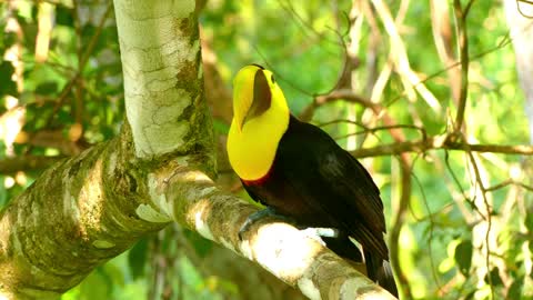 toucan birds