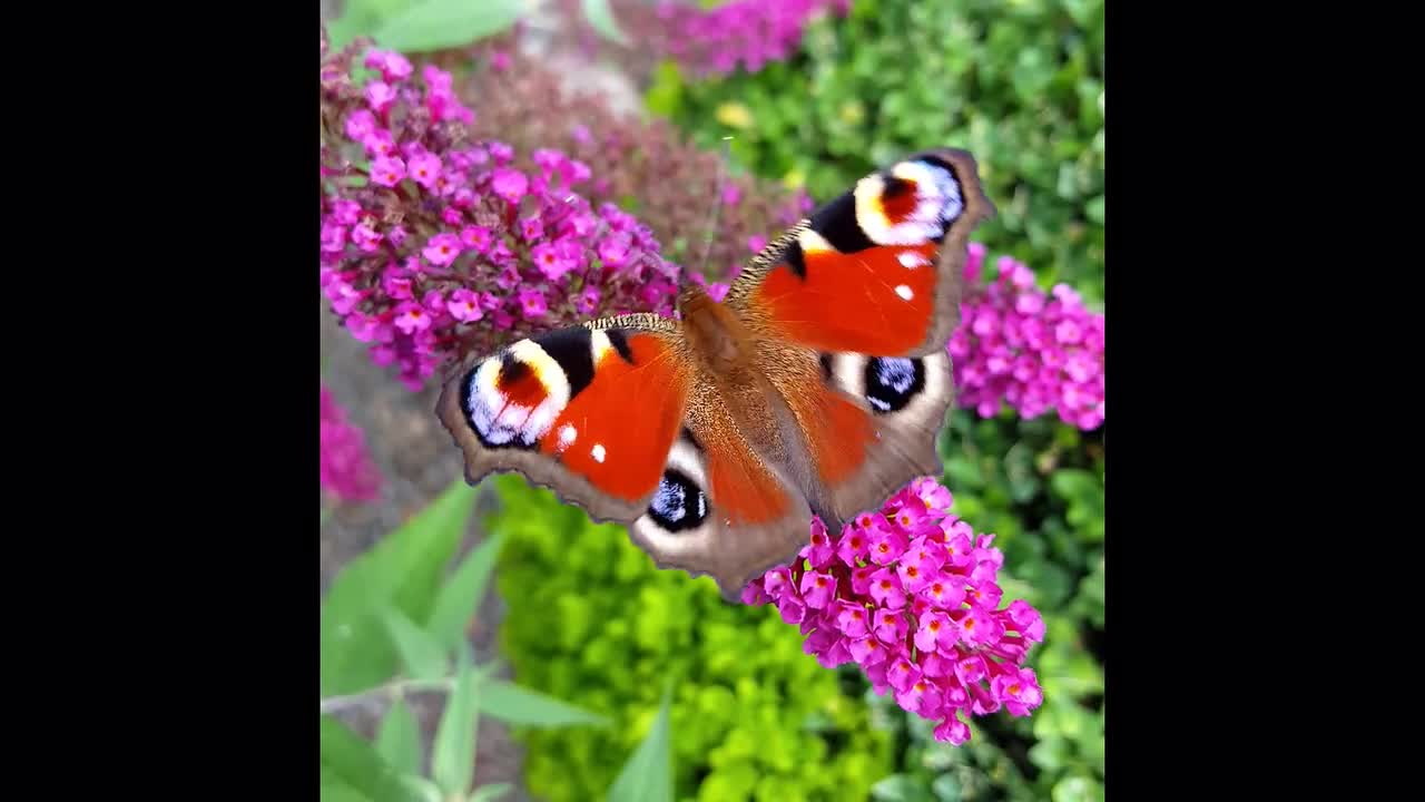 Colorful butterflies, In beautiful and full Nature.