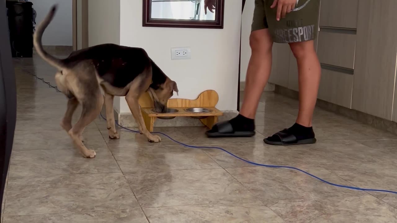 Happy Dog Hops For Breakfast