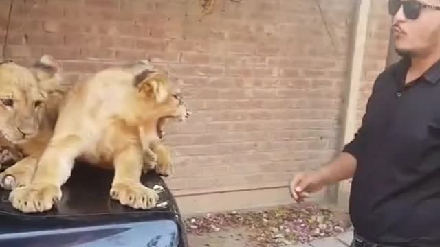 The great video of rumble