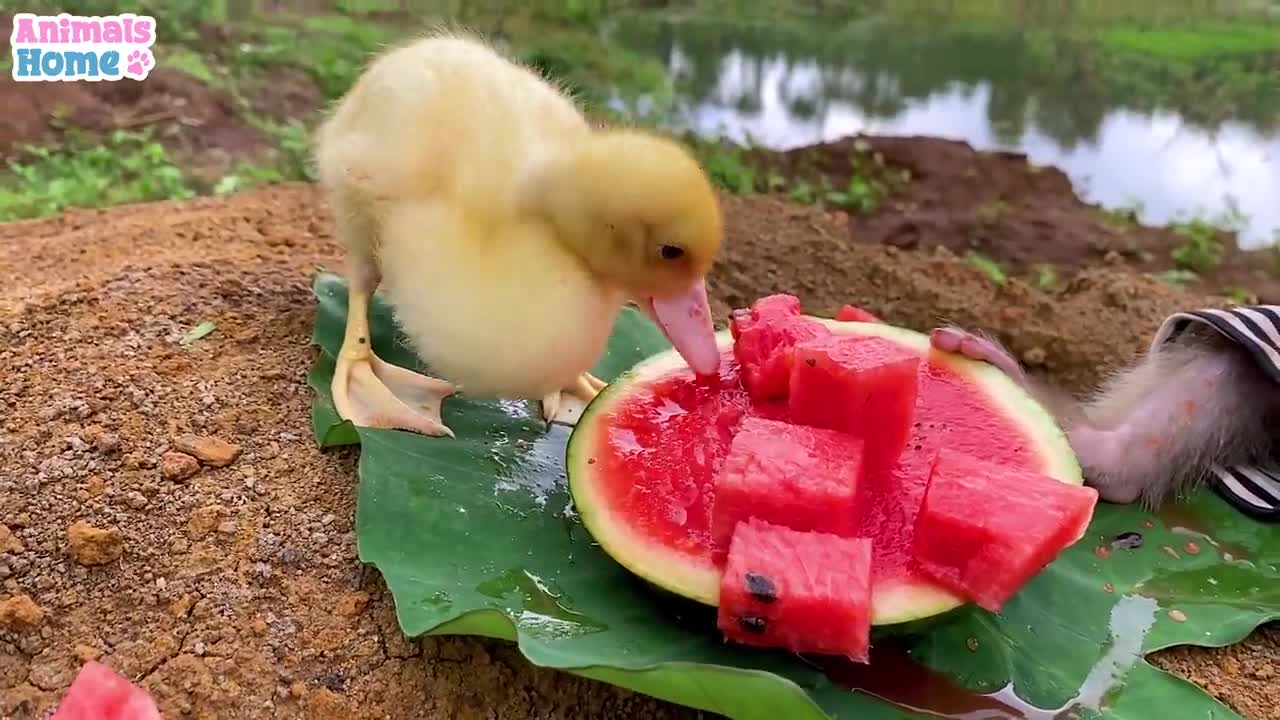 Monkey finds watermelon to feed the ducks