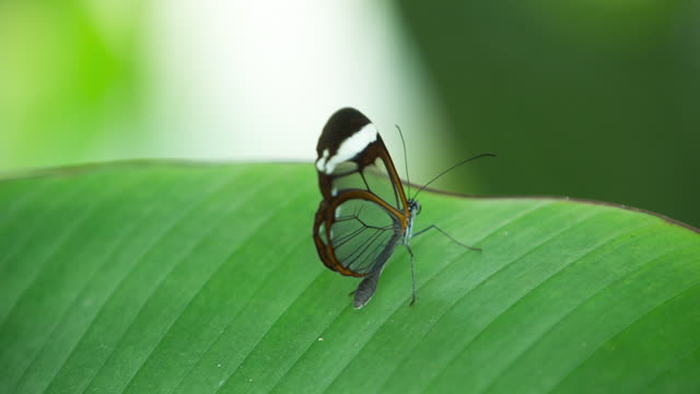 butterfly on green leaf