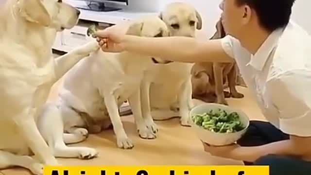 Funny dogs#cute puppy