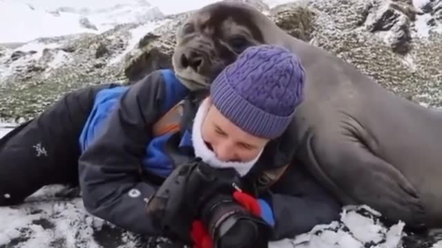 Seal adorably uses photographer as a human pillow