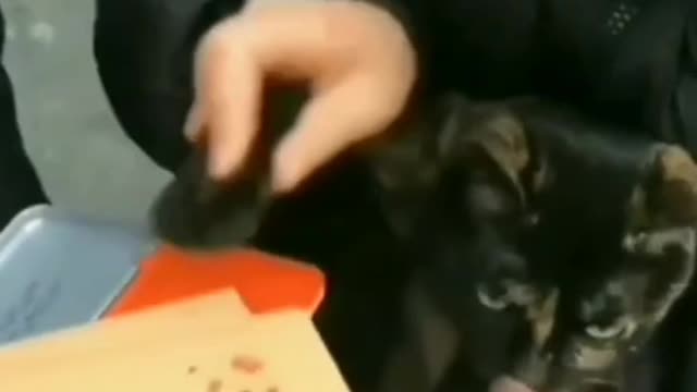 Cat finger print.