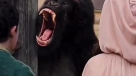 Try not to laugh funny animals 😹 #shorts