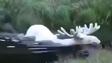 Rare Albino Moose #10video