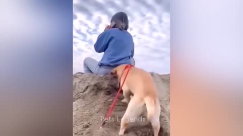 Funny animal videos