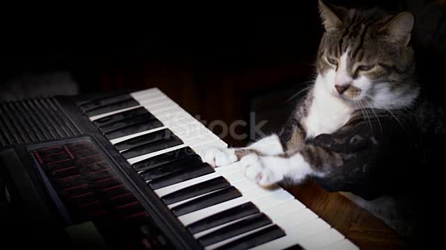 Funny Cat Plays A Keyboard Organ Or Piano Stock