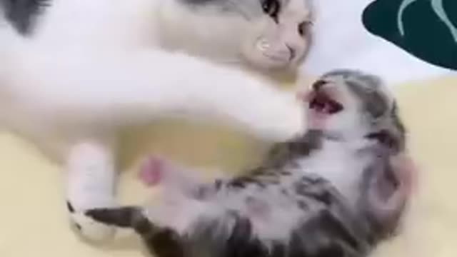 mommy hugs baby kitten