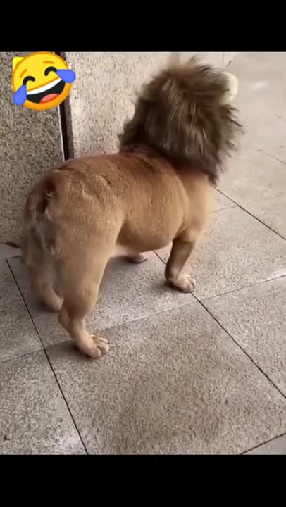 Funny dog video Funny dog video