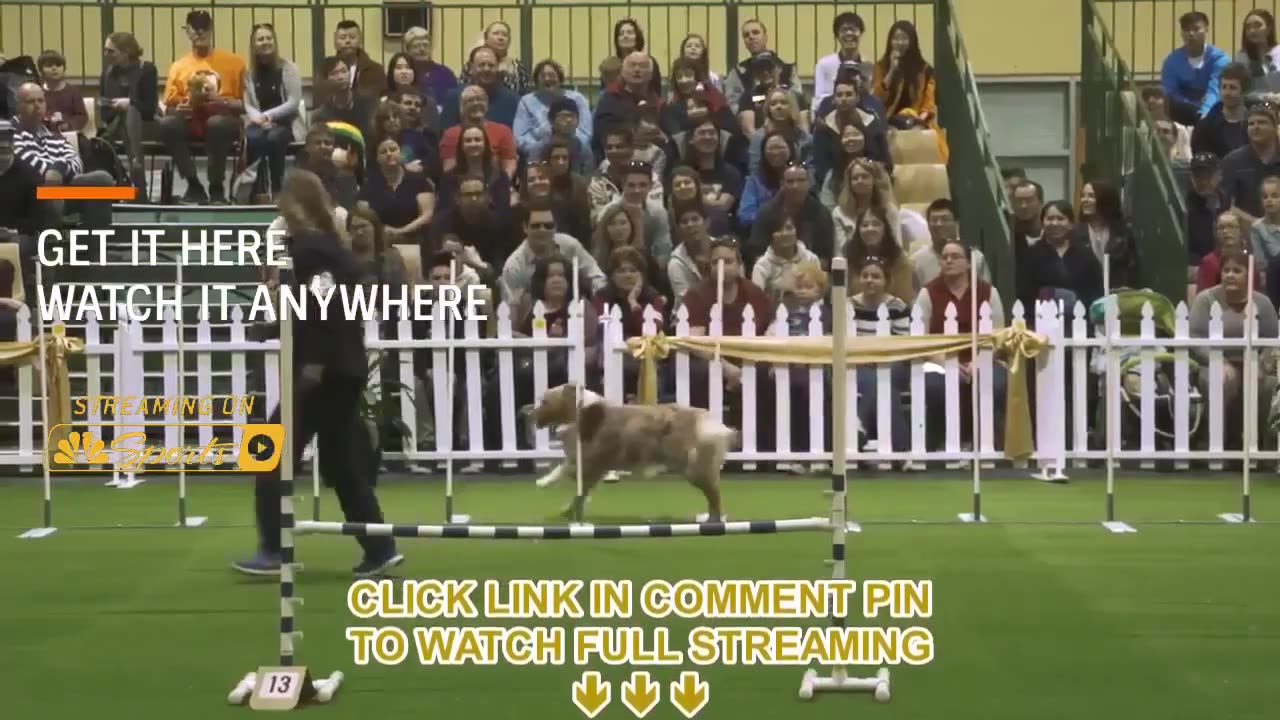 LIVE-STREAM Crufts 2023 - Dog Show Event training