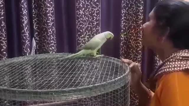 My cute parrot must watch